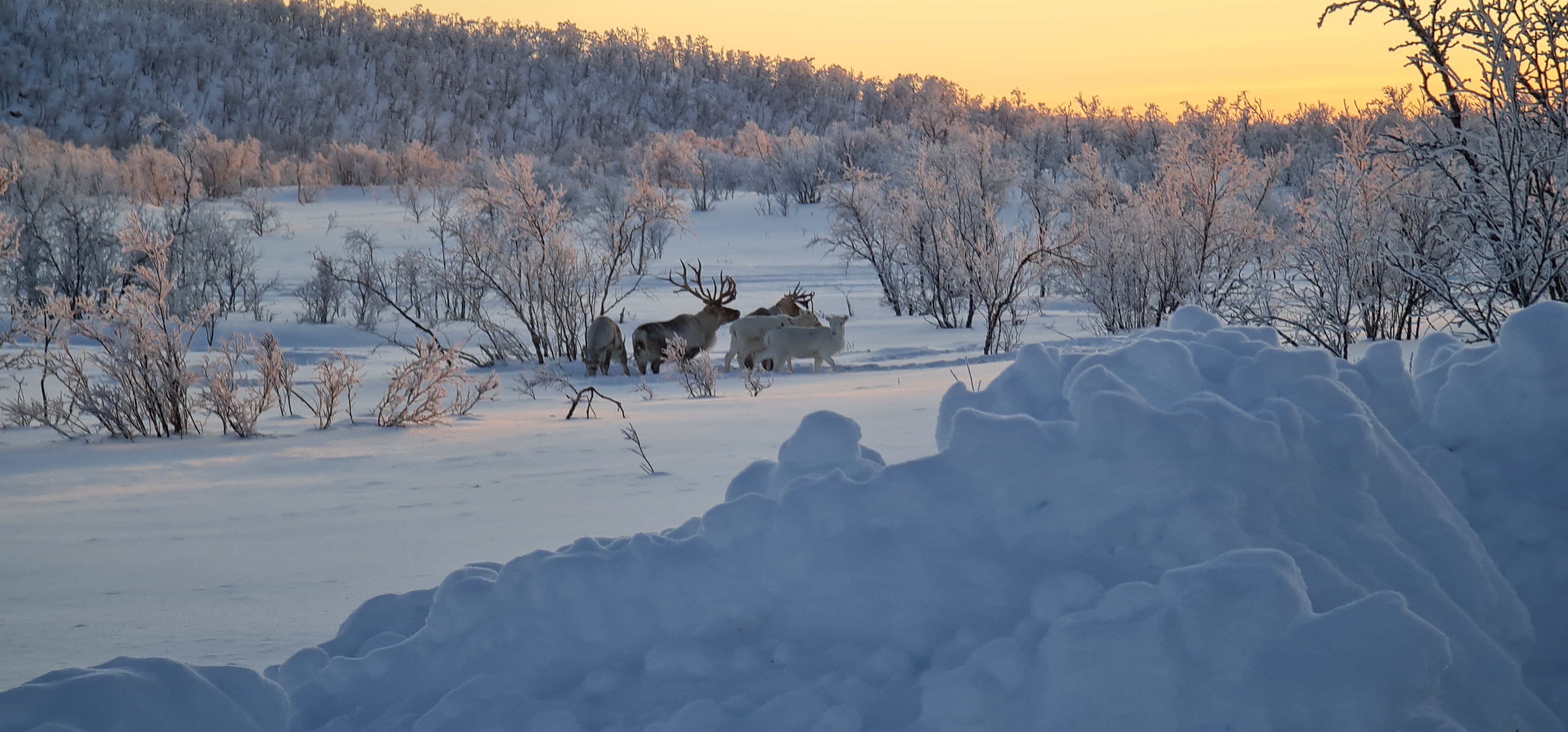 Reindeers and arctic Thundra